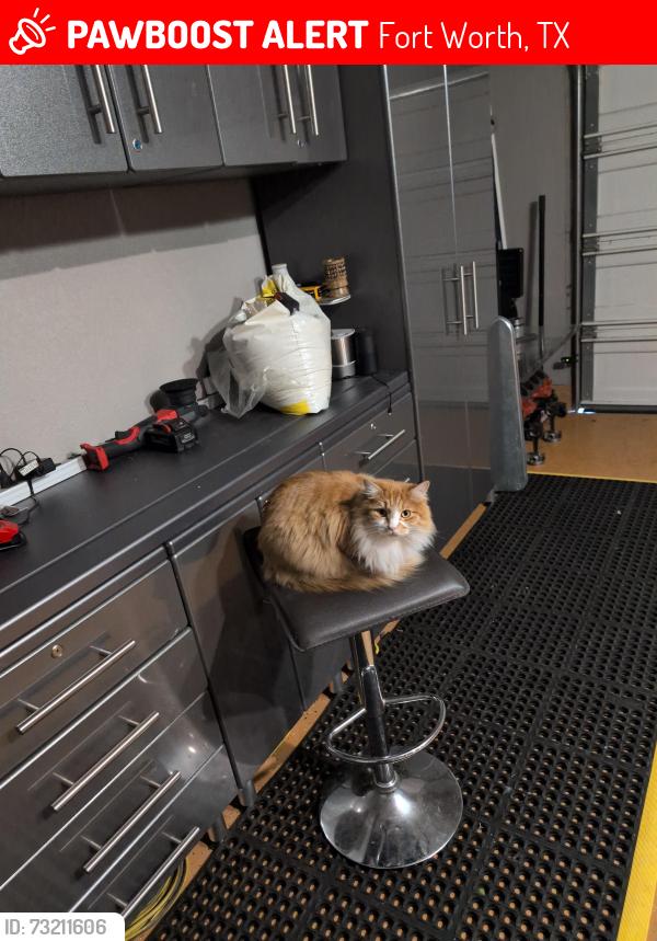 Lost Male Cat last seen Keller Hicks and Alta Vista, Fort Worth, TX 76244