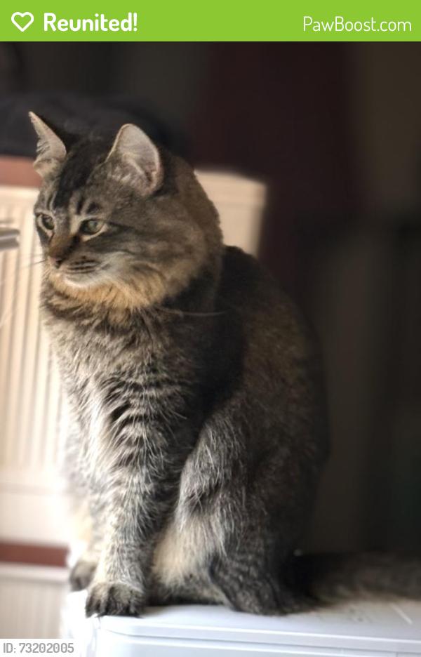 Reunited Female Cat last seen Parkcrest/millplain/mountainview high school, Vancouver, WA 98683