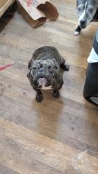 Reunited Female Dog last seen Mcdougal Gratiot Forrest, Detroit, MI 48214