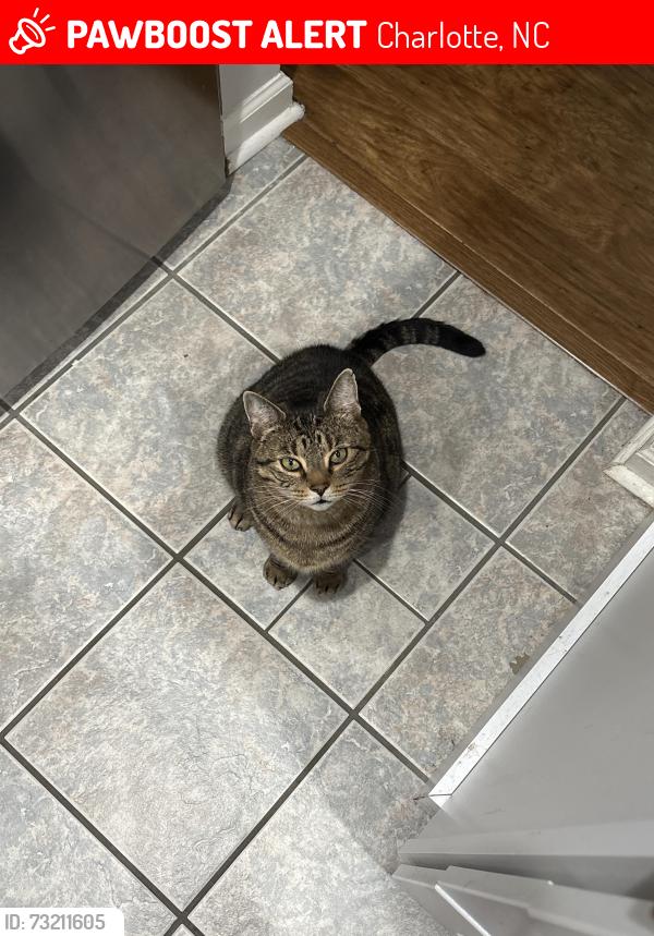 Lost Male Cat last seen Highland Creek, Charlotte, NC 28269