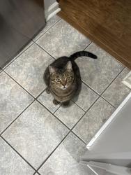 Lost Male Cat last seen Highland Creek, Charlotte, NC 28269