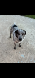 Reunited Male Dog last seen Arden arcade, Arden-Arcade, CA 95864