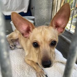 Shelter Stray Male Dog last seen , 361 S Raymond Ave, Pasadena, CA 91105, USA