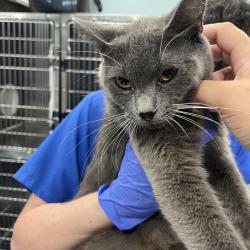 Shelter Stray Female Cat last seen , 980 Guilford College Rd, Greensboro, NC 27409, USA