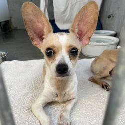 Shelter Stray Male Dog last seen , 361 S Raymond Ave, Pasadena, CA 91105, USA