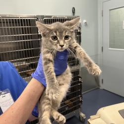 Shelter Stray Female Cat last seen , 980 Guilford College Rd, Greensboro, NC 27409, USA