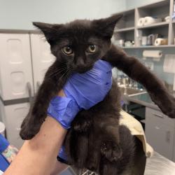 Shelter Stray Male Cat last seen , 980 Guilford College Rd, Greensboro, NC 27409, USA