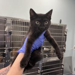 Shelter Stray Female Cat last seen , 980 Guilford College Rd, Greensboro, NC 27409, USA