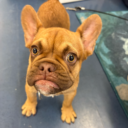 Shelter Stray Male Dog last seen , 3612 11th Ave, Los Angeles, CA 90018, USA