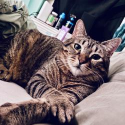 Shelter Stray Female Cat last seen , Animal Care & Control Team of Philly, 111 W Hunting Park Ave, Philadelphia, PA 19140, USA
