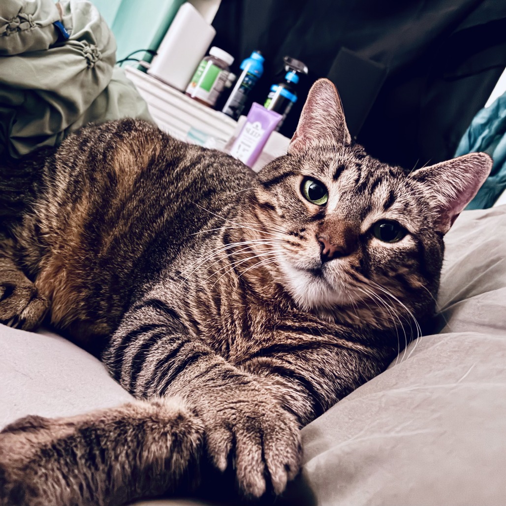 Shelter Stray Female Cat last seen , Animal Care & Control Team of Philly, 111 W Hunting Park Ave, Philadelphia, PA 19140, USA
