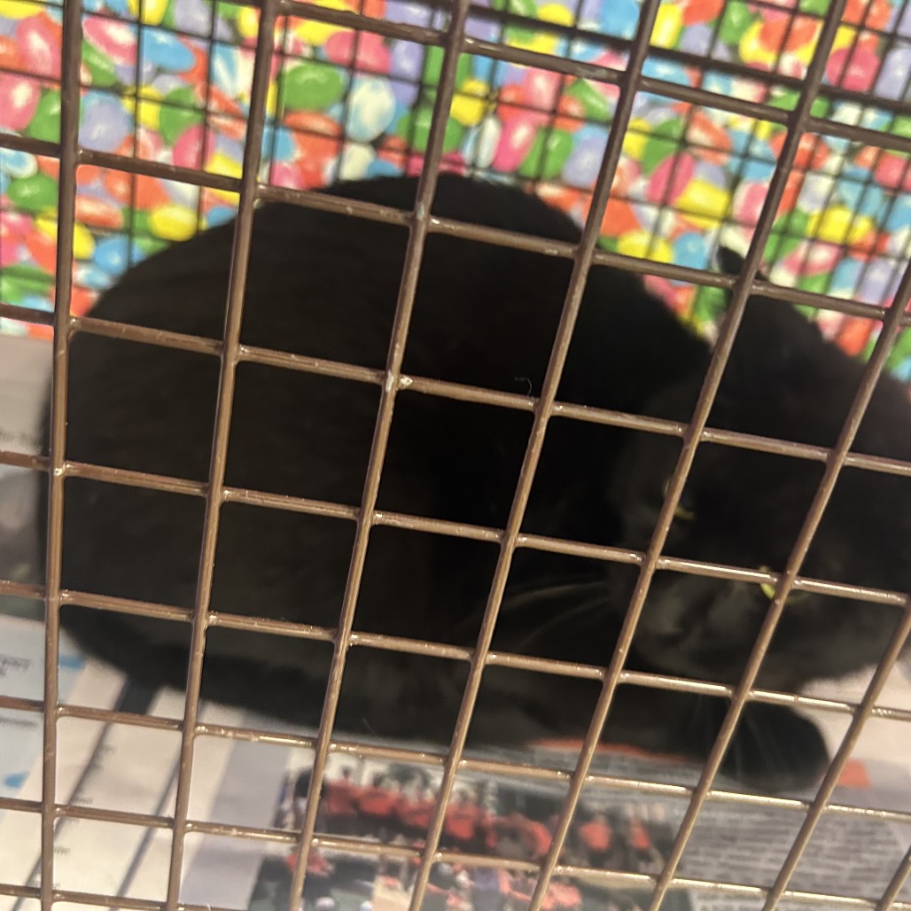 Shelter Stray Male Cat last seen , Animal Care & Control Team of Philly, 111 W Hunting Park Ave, Philadelphia, PA 19140, USA