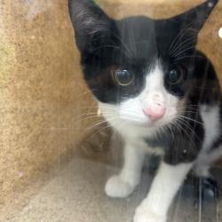 Shelter Stray Unknown Cat last seen , Animal Care & Control Team of Philly, 111 W Hunting Park Ave, Philadelphia, PA 19140, USA