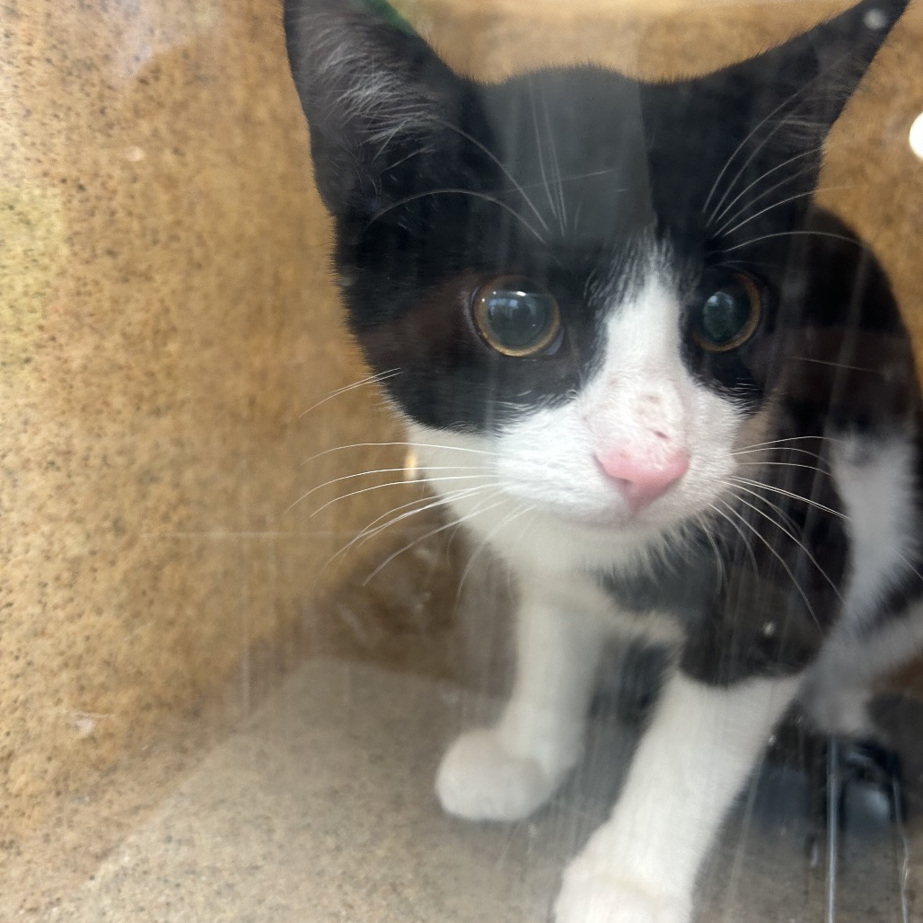Shelter Stray Unknown Cat last seen , Animal Care & Control Team of Philly, 111 W Hunting Park Ave, Philadelphia, PA 19140, USA