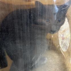 Shelter Stray Unknown Cat last seen , Animal Care & Control Team of Philly, 111 W Hunting Park Ave, Philadelphia, PA 19140, USA