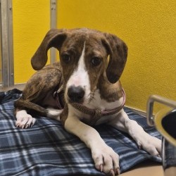 Shelter Stray Female Dog last seen , 3428 S Jenkins Ave, Norman, OK 73072, USA