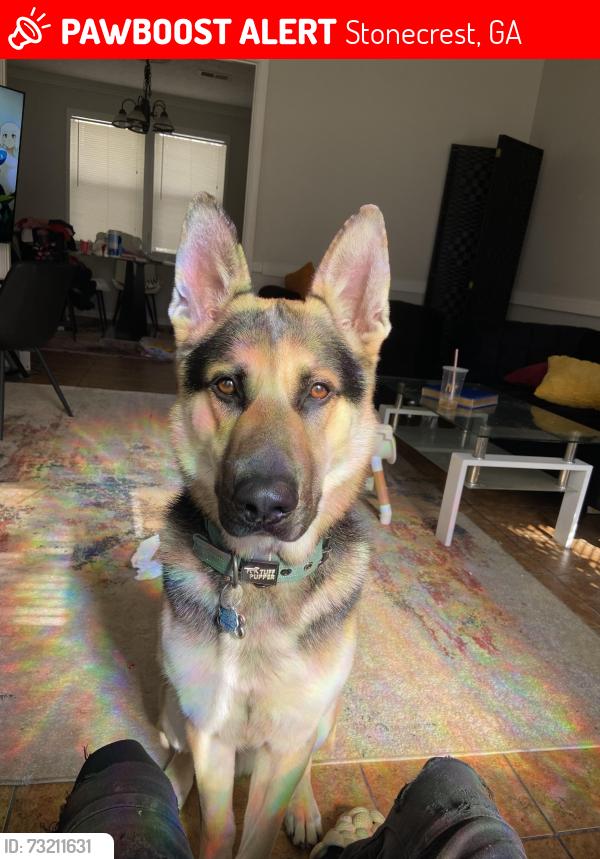 Lost Male Dog last seen Stonecrest, Stonecrest, GA 30038
