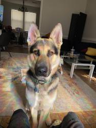 Lost Male Dog last seen Stonecrest, Stonecrest, GA 30038