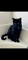 Lost Male Cat last seen Near Ave & cactus Road, Surprise, AZ 85387