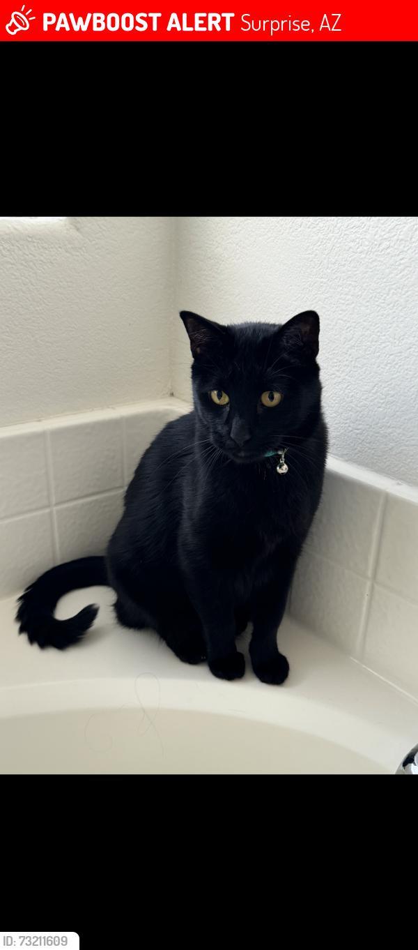 Lost Male Cat last seen Near Ave & cactus Road, Surprise, AZ 85387