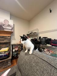Reunited Female Cat last seen Blossom avenue and magnolia Ave, Redlands, CA 92373