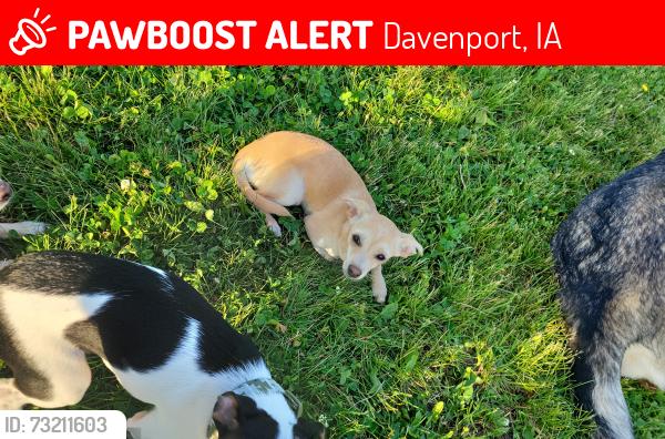 Lost Female Dog last seen Pet Supply Plus, Ollie’s, Five Below, Davenport, IA 52806