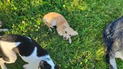Lost Female Dog last seen Pet Supply Plus, Ollie’s, Five Below, Davenport, IA 52806