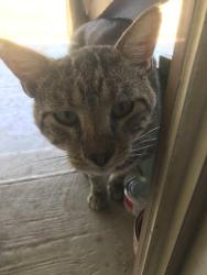Found/Stray Male Cat last seen S 31st and McLean, Wichita, KS 67217