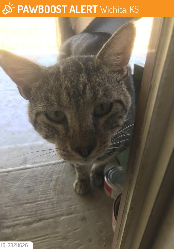 Found/Stray Male Cat last seen S 31st and McLean, Wichita, KS 67217