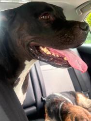 Found/Stray Unknown Dog last seen Antioch Rd, Rising Sun, Posey Township, IN 47038