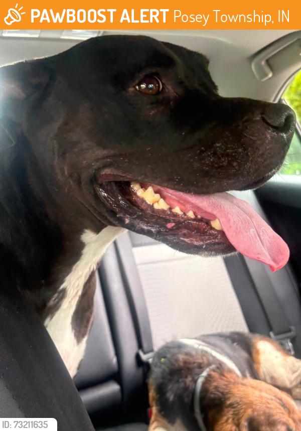 Found/Stray Unknown Dog last seen Antioch Rd, Rising Sun, Posey Township, IN 47038