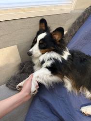 Reunited Male Dog last seen Market St and 16th St, San Francisco, CA 94152