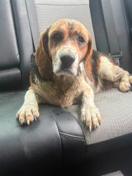 Found/Stray Unknown Dog last seen Antioch Rd, Posey Township, IN 47038