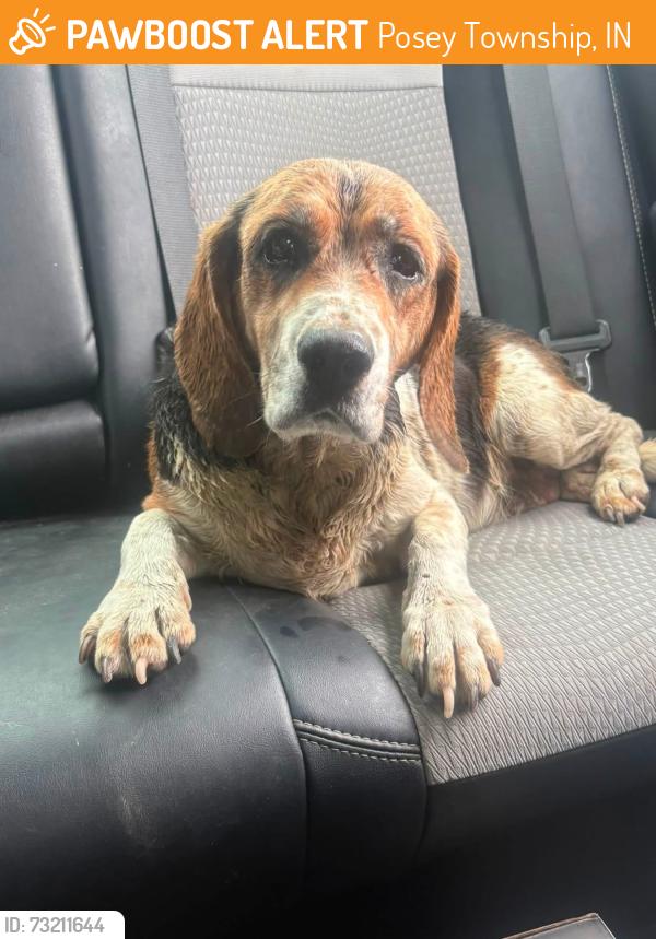 Found/Stray Unknown Dog last seen Antioch Rd, Posey Township, IN 47038