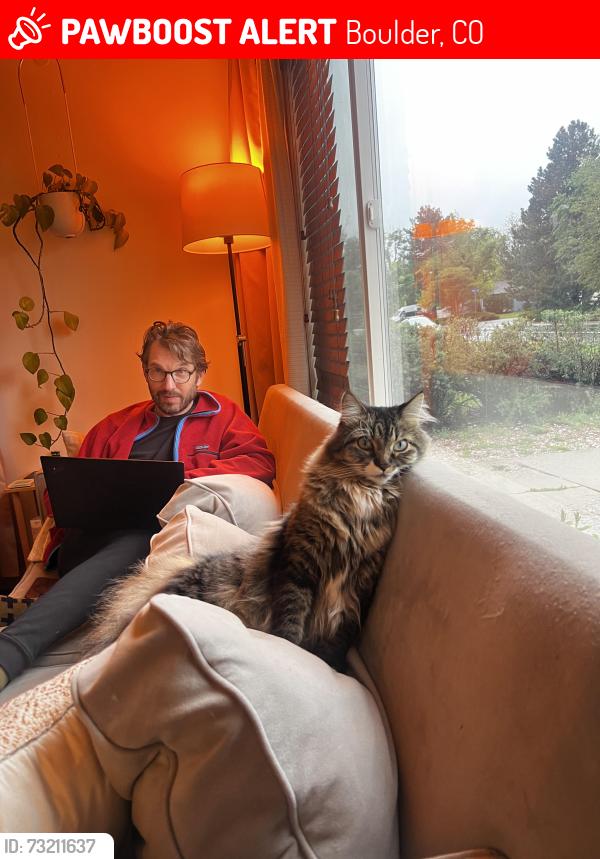Lost Male Cat last seen Moorhead and Elm, Boulder, CO 80305