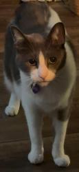 Lost Male Cat last seen McLean Ave, Royal Oak, Selkirk, MB R1A 4P9