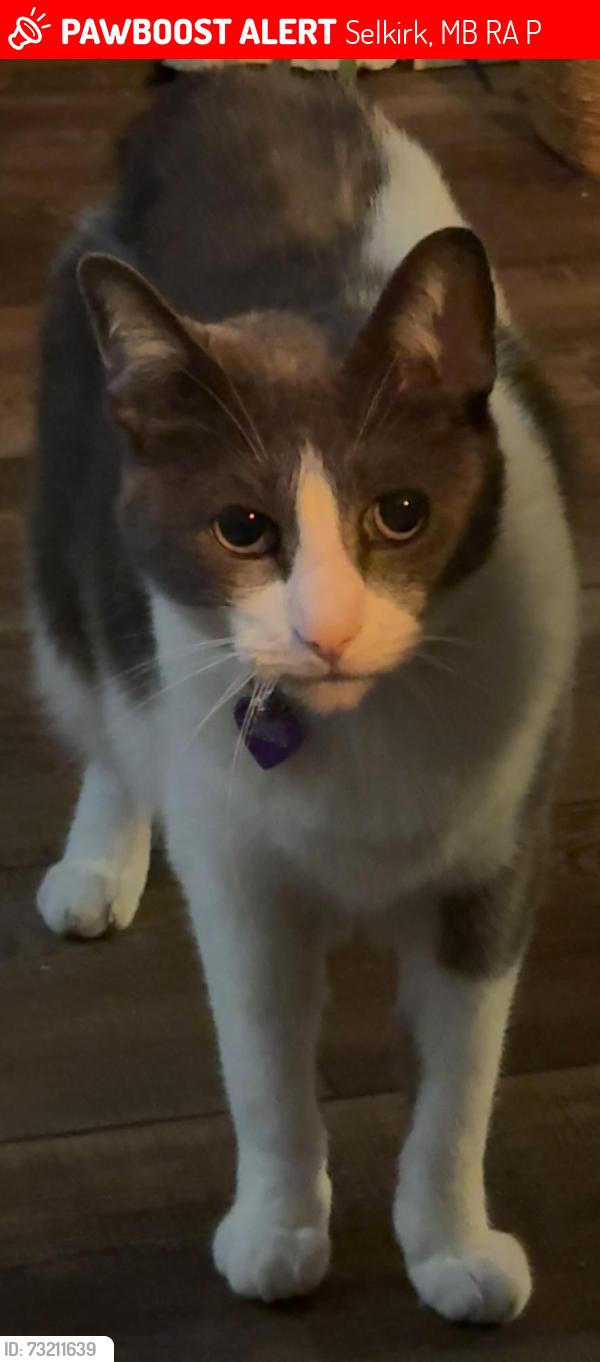 Lost Male Cat last seen McLean Ave, Royal Oak, Selkirk, MB R1A 4P9