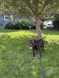 Reunited Male Dog last seen St. Anne Church, Kennebunkport, ME 04046