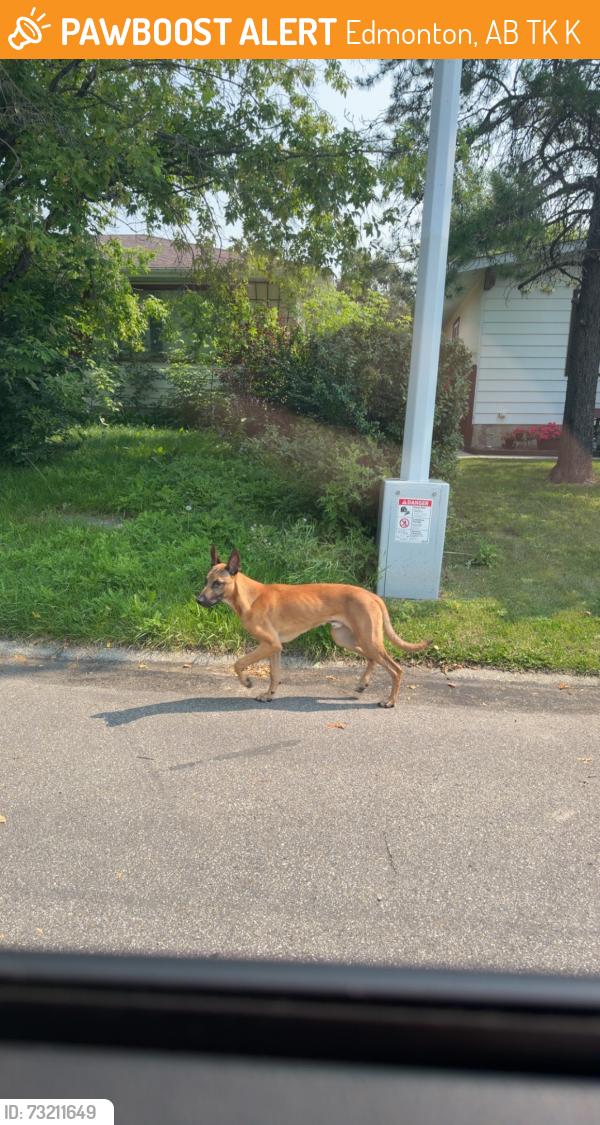Found/Stray Unknown Dog last seen In the circle of the neighborhood around front lawns and walking across road, Edmonton, AB T6K 1K1