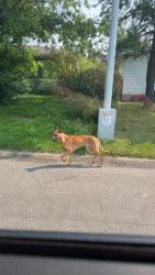 Found/Stray Unknown Dog last seen In the circle of the neighborhood around front lawns and walking across road, Edmonton, AB T6K 1K1
