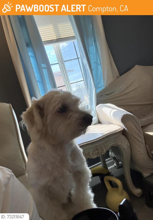Found/Stray Male Dog last seen Rosecrans and acacia, Compton, CA 90220