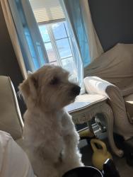 Found/Stray Male Dog last seen Rosecrans and acacia, Compton, CA 90220