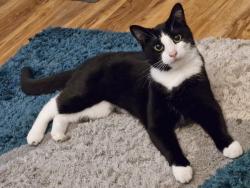 Lost Male Cat last seen Near Stanstead road se23, Greater London, England SE23 1HY