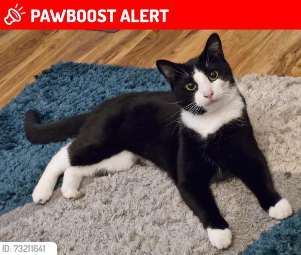 Lost Male Cat last seen Near Stanstead road se23, Greater London, England SE23 1HY