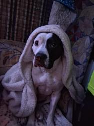 Lost Female Dog last seen Main street, Beech Grove, IN 46107