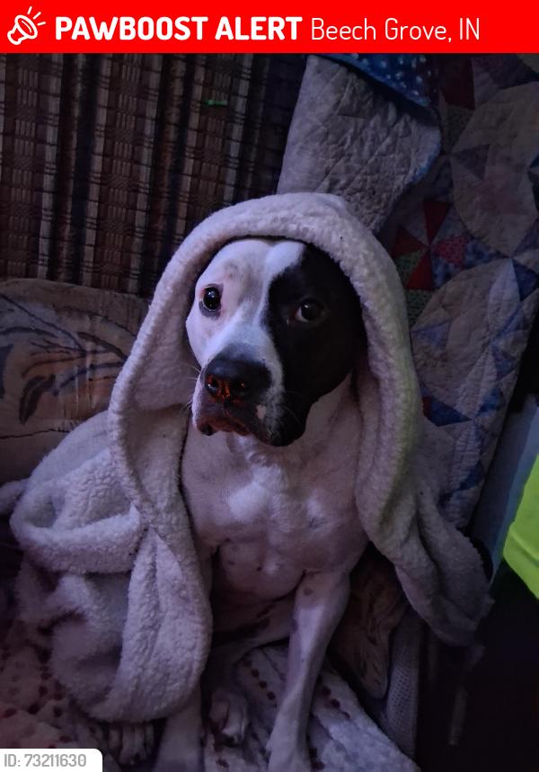 Lost Female Dog last seen Main street, Beech Grove, IN 46107