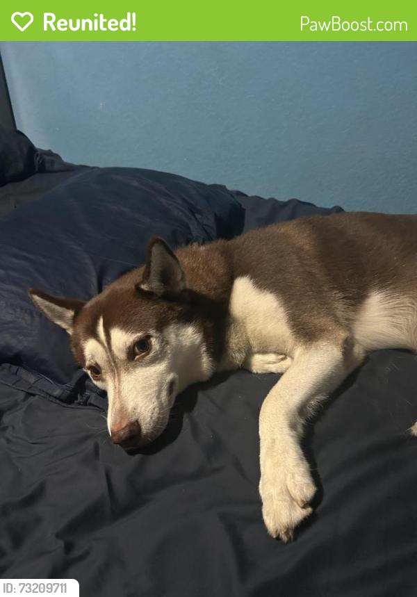 Reunited Male Dog last seen Hughes Sageglen, Houston, TX 77089