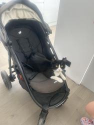 Lost Male Cat last seen Baffins, Portsmouth, England 