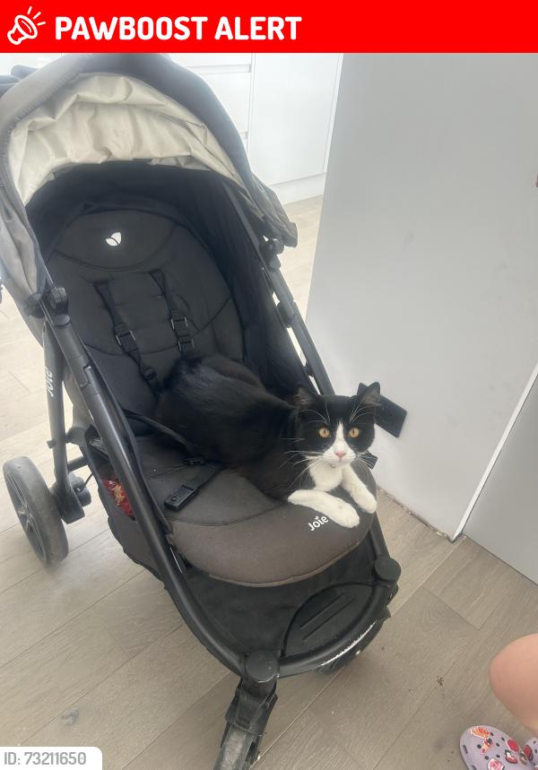 Lost Male Cat last seen Baffins, Portsmouth, England 