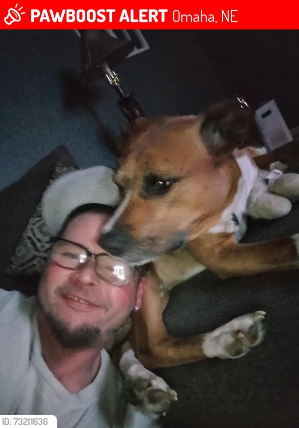 Lost Male Dog last seen 83rd blondo, Omaha, NE 68134